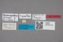 2818942 Thoracophorus filum ST labels IN