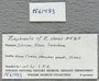 IMLS Silurian Reef digitization Project 2013, image of specimen label.