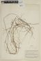 Cassytha filiformis L., SURINAME, F