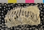 IMLS Silurian Reef digitization Project 2013, image of specimen