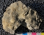 IMLS Silurian Reef digitization Project 2013, image of specimen