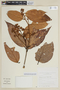 Nectandra discolor (Kunth) Nees, PERU, F