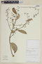 Nectandra herrerae O. C. Schmidt, PERU, F