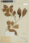 Trichilia maynasiana subsp. maynasiana, PERU, F