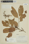 Trichilia maynasiana subsp. maynasiana, BRAZIL, F