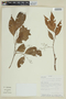 Trichilia maynasiana subsp. maynasiana, ECUADOR, F
