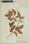 Trichilia maynasiana subsp. maynasiana, BOLIVIA, F