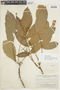 Trichilia septentrionalis C. DC., BRAZIL, F