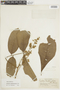 Trichilia septentrionalis C. DC., COLOMBIA, F