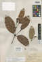 Tetrapodenia glandifera Gleason, BRITISH GUIANA [Guyana], J. S. de la Cruz 3515, Isotype, F