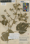 Abutilon pseudogiganteum Steyerm., VENEZUELA, J. A. Steyermark 61519, Type [status unknown], F