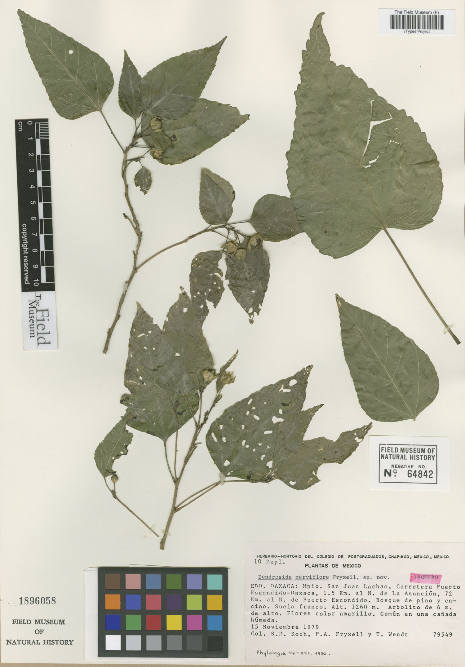 Dendrosida parviflora image