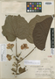 Hampea latifolia Standl., GUATEMALA, Hatch 383, Isotype, F