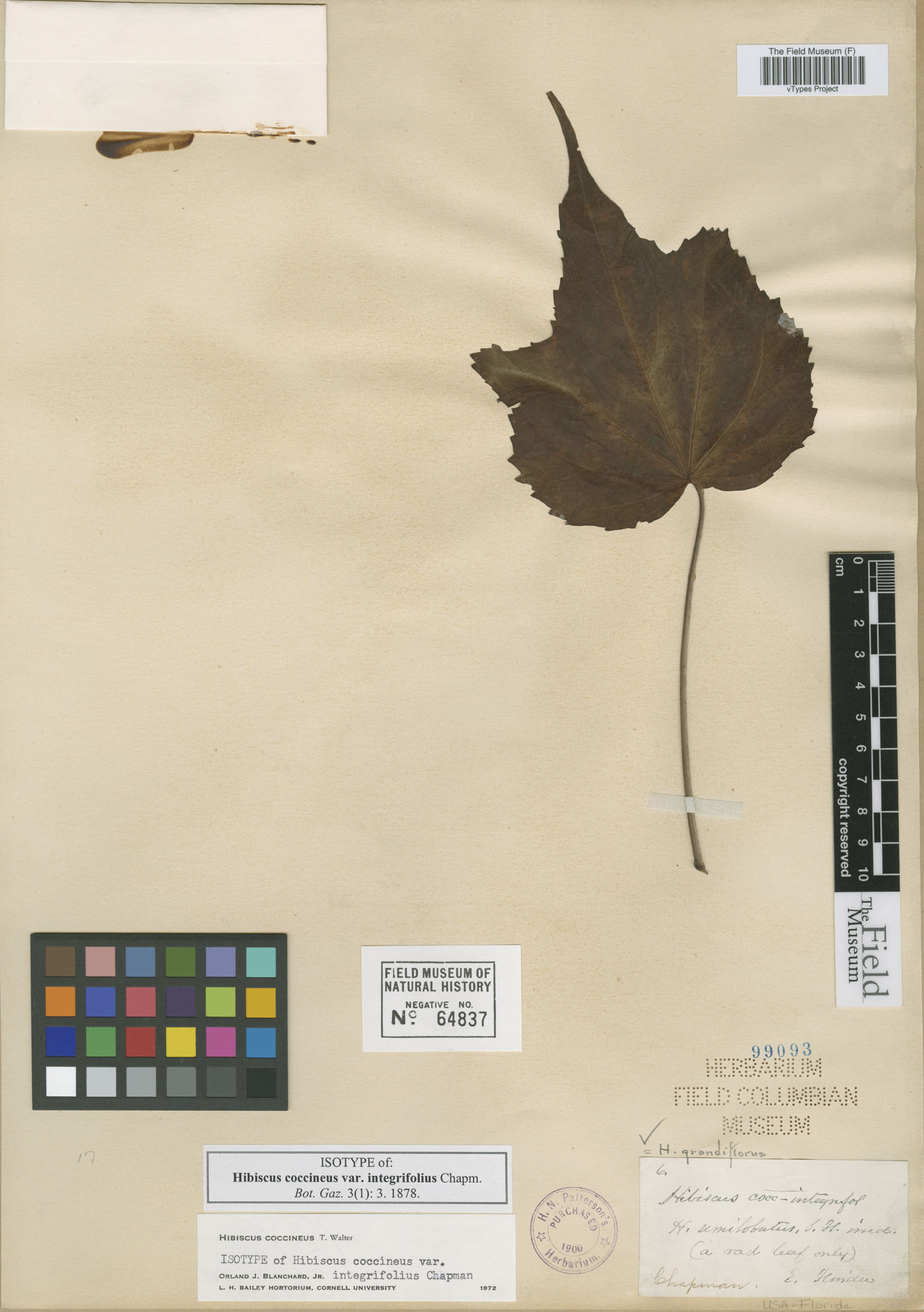 Hibiscus integrifolius image