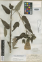 Hibiscus pinetorum Greene, U.S.A., R. M. Harper 1874, Isotype, F