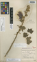 Hibiscus rivularis Bremek. & Oberm., SOUTH AFRICA, G. van Son 28936, Isotype, F