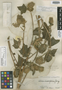 Hibiscus trilobus subsp. hirsutus O. J. Blanch. & Fryxell, GUATEMALA, H. M. Aguilar 486, Isotype, F