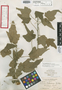 Hibiscus bahamensis Britton, BAHAMAS, L. J. K. Brace 2042, Isotype, F