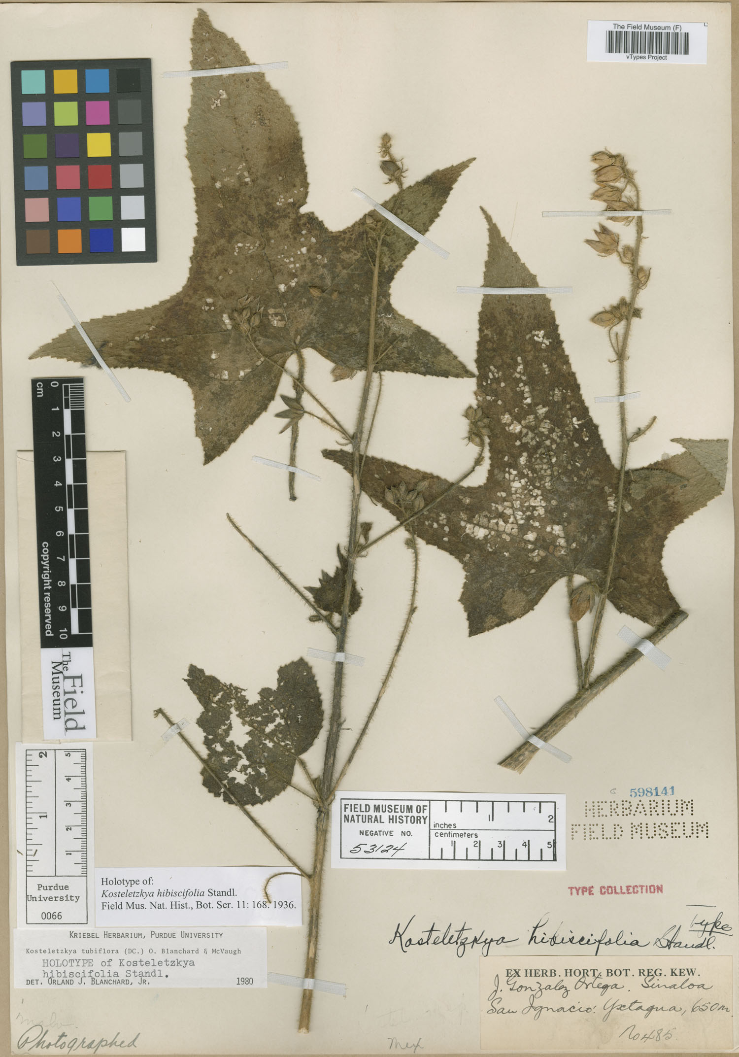 Kosteletzkya tubiflora image