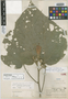 Malvaviscus cutteri Standl., HONDURAS, P. C. Standley 54127, Holotype, F