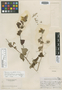 Pavonia guanacastensis Standl., COSTA RICA, C. W. Dodge 6217, Holotype, F