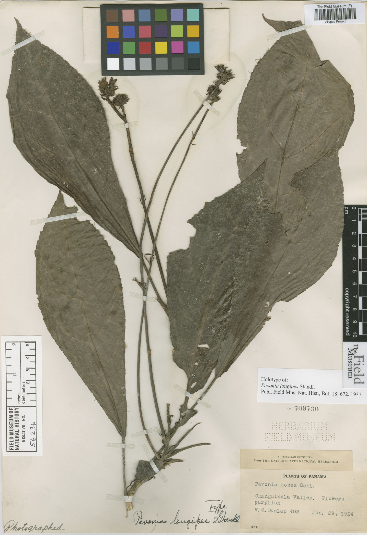 Pavonia longipes image