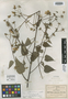 Pavonia oxyphylla image