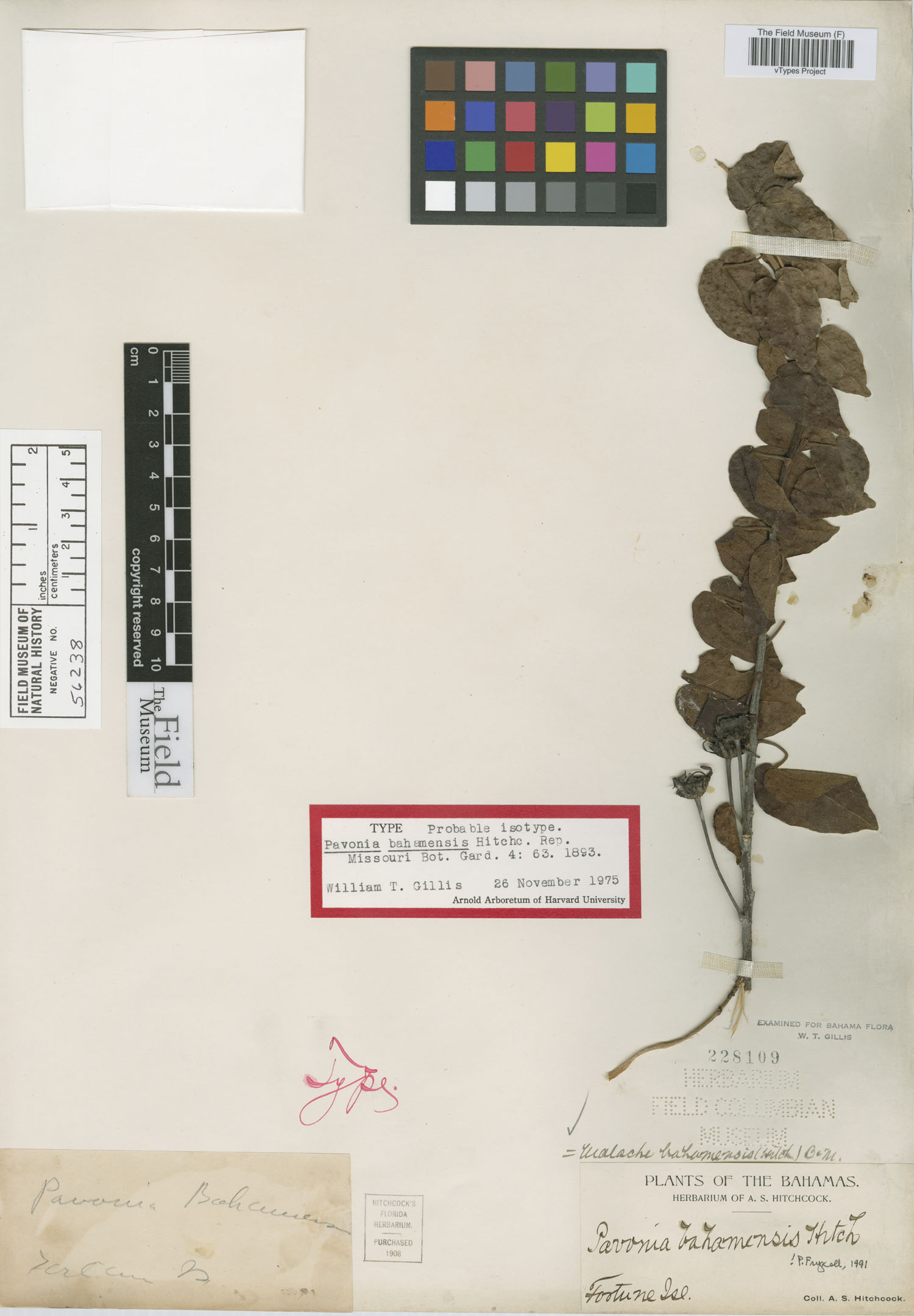 Pavonia bahamensis image