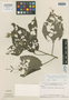 Pavonia imatacensis Steyerm., VENEZUELA, J. A. Steyermark 88149, Isotype, F