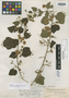 Robinsonella edentula Rose & Donn. Sm., GUATEMALA, H. von Türckheim 8382, Isotype, F