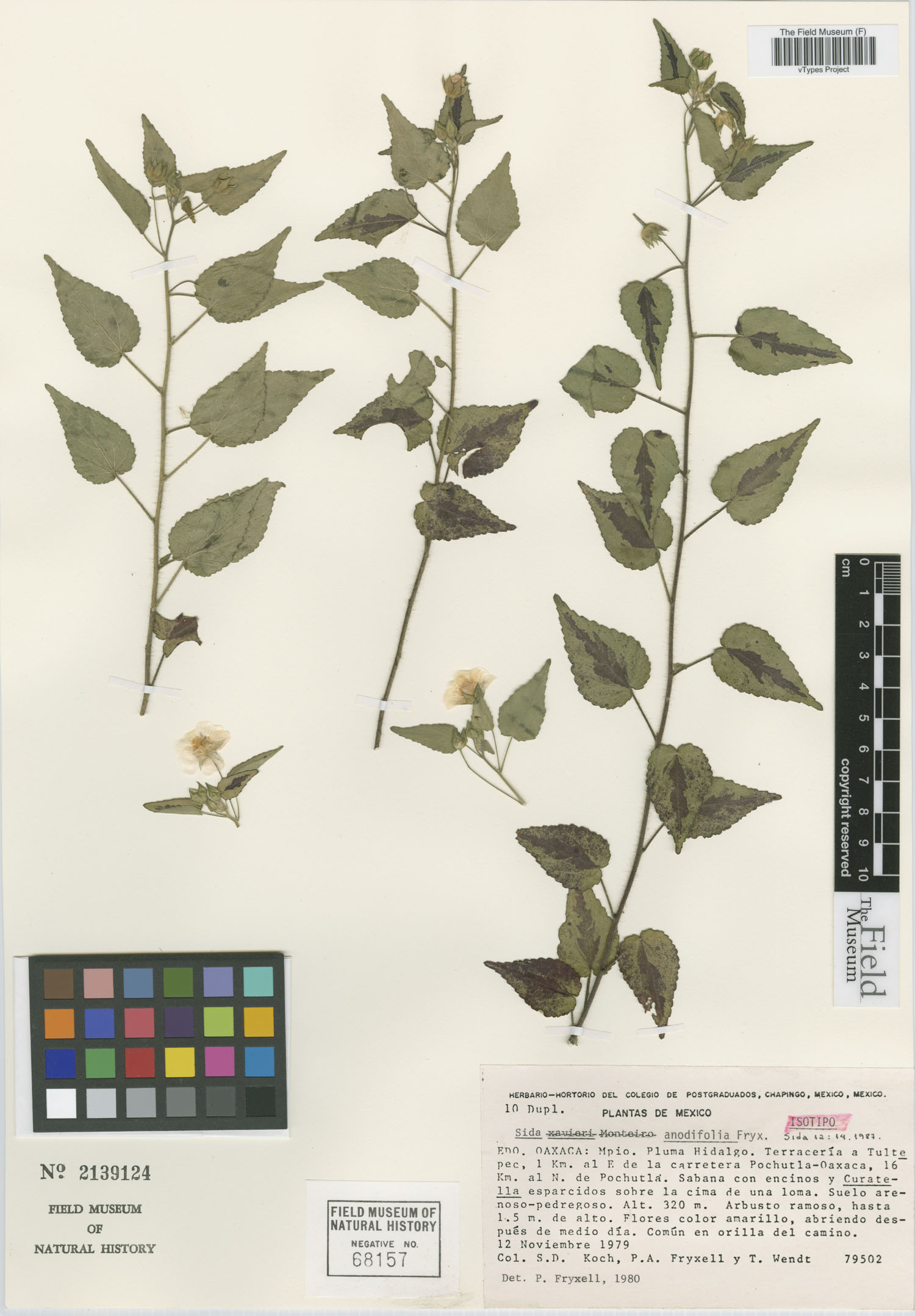 Sida anodifolia image