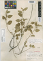 Sida standleyi Clement, MEXICO, H. H. Bartlett 10167, Isotype, F