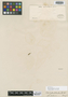 Sida potentilloides A. St.-Hil., BRAZIL, A. F. C. P. de Saint-Hilaire s.n., Isotype, F