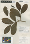 Souroubea belizensis Lundell, BELIZE, P. H. Gentle 4648, Isotype, F