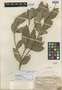 Trilocularia vitiensis A. C. Sm., FIJI, O. Degener 15356, Isotype, F