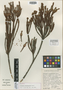 Tittmannia esterhuyseniae Powrie, South Africa, E. E. Esterhuysen 32117, Isotype, F