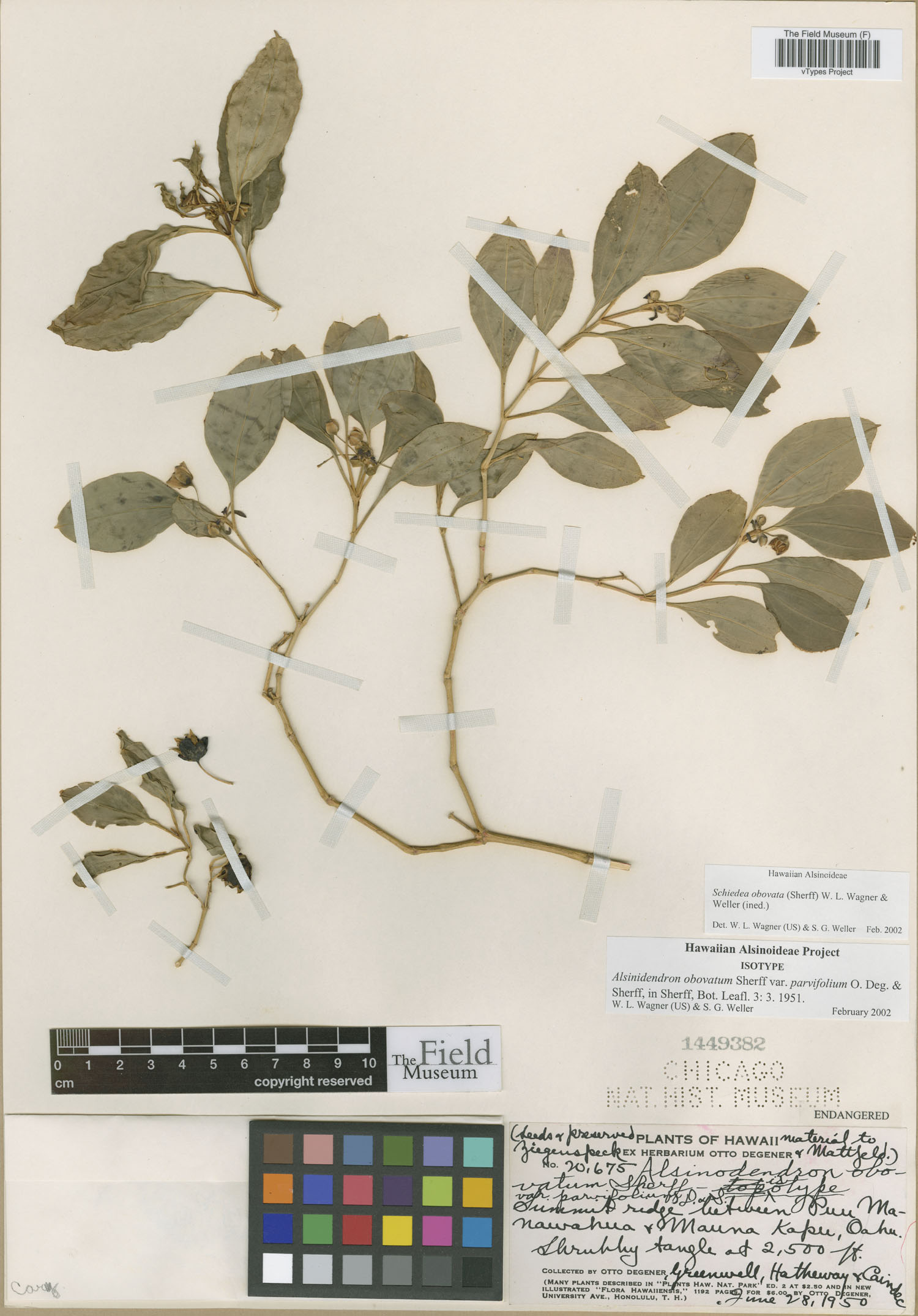 Alsinidendron obovatum var. parvifolium image