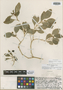 Alsinidendron obovatum var. parvifolium image
