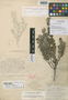 Crossopetalum coriaceum Northr., BAHAMAS, J. I. Northrop 480, Lectotype, F