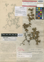 Terminalia spinosa Northr., BAHAMAS, J. I. Northrop 502, Isolectotype, F