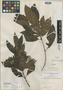 Weinmannia paniculata Cav., CHILE, L. Née, Isotype, F