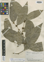 Drypetes amazonica Steyerm., BRAZIL, B. A. Krukoff 6210, Isotype, F