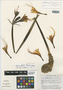 Eucrosia dodsonii Meerow & Dehgan, Ecuador, C. H. Dodson 13451, Isotype, F