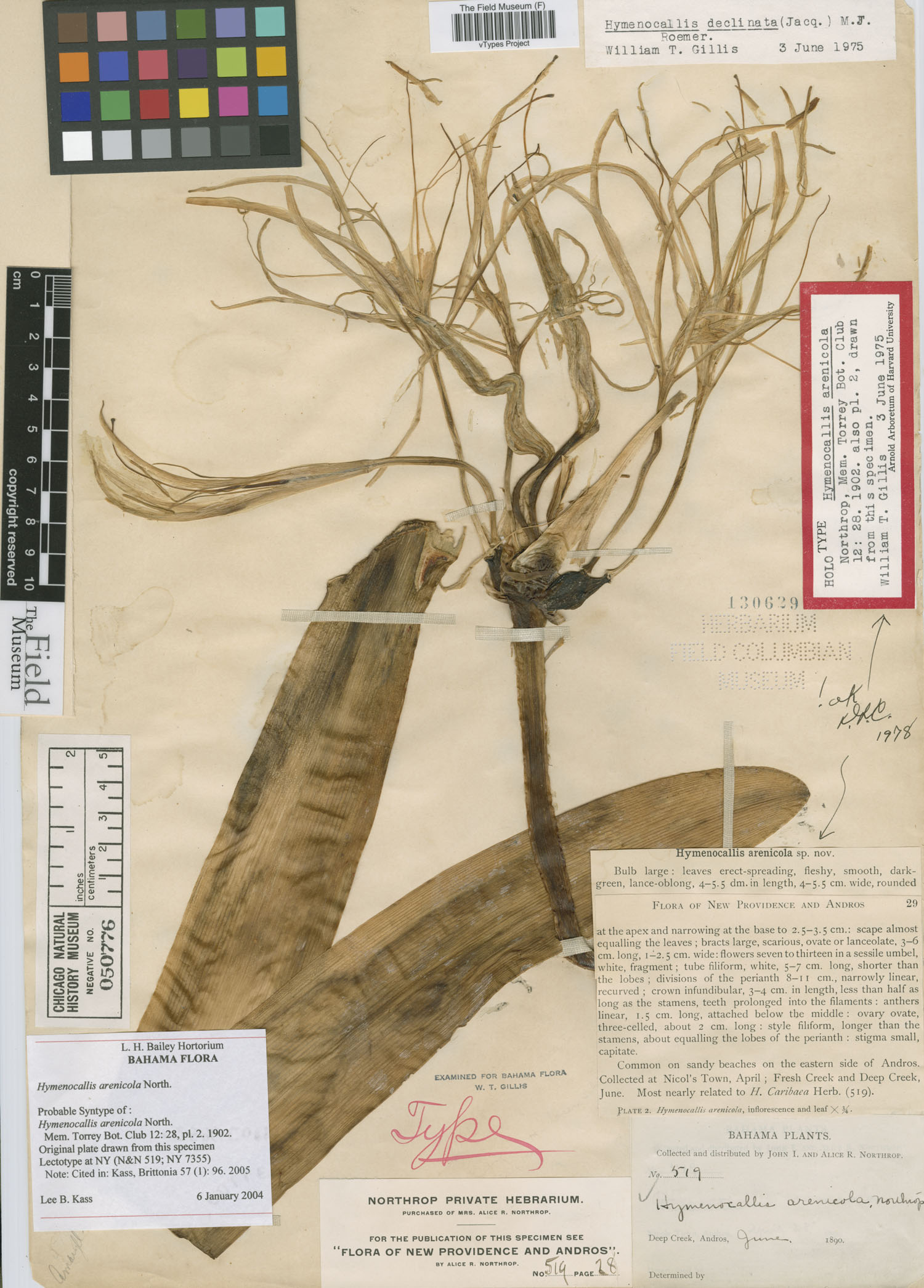 Hymenocallis arenicola image