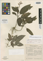 Bertolonia acuminata subsp. paranensis Wurdack, BRAZIL, G. G. Hatschbach 8666, Isotype, F