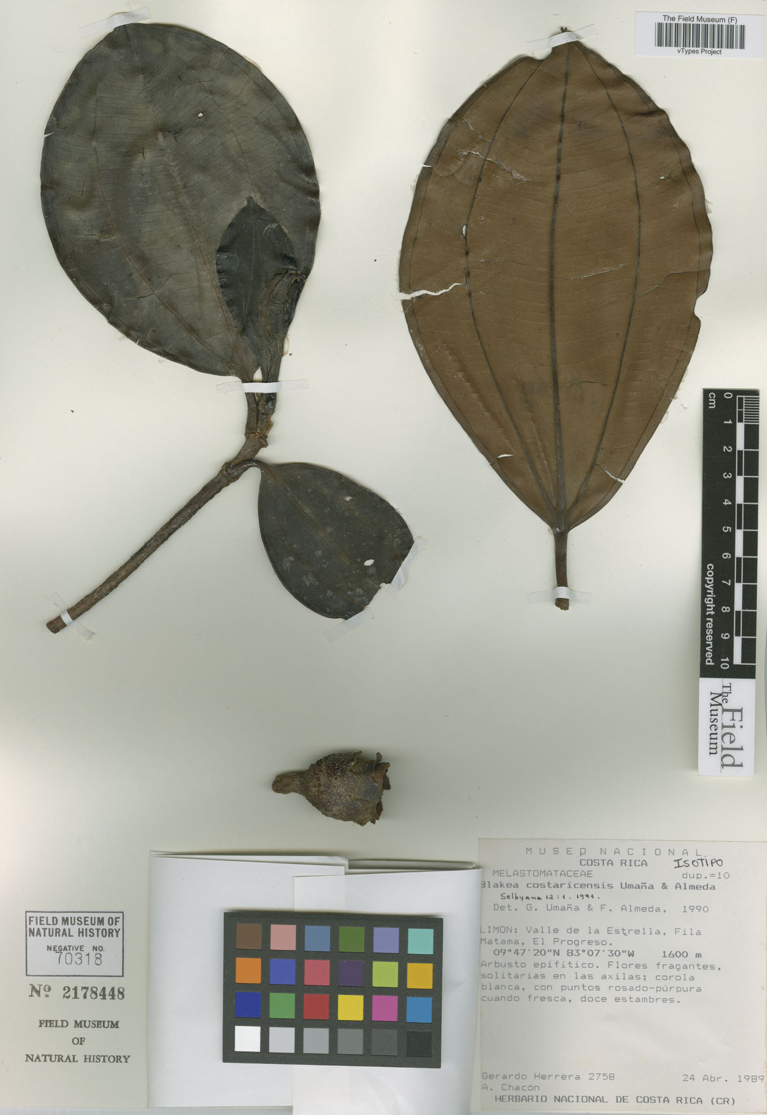 Blakea costaricensis image
