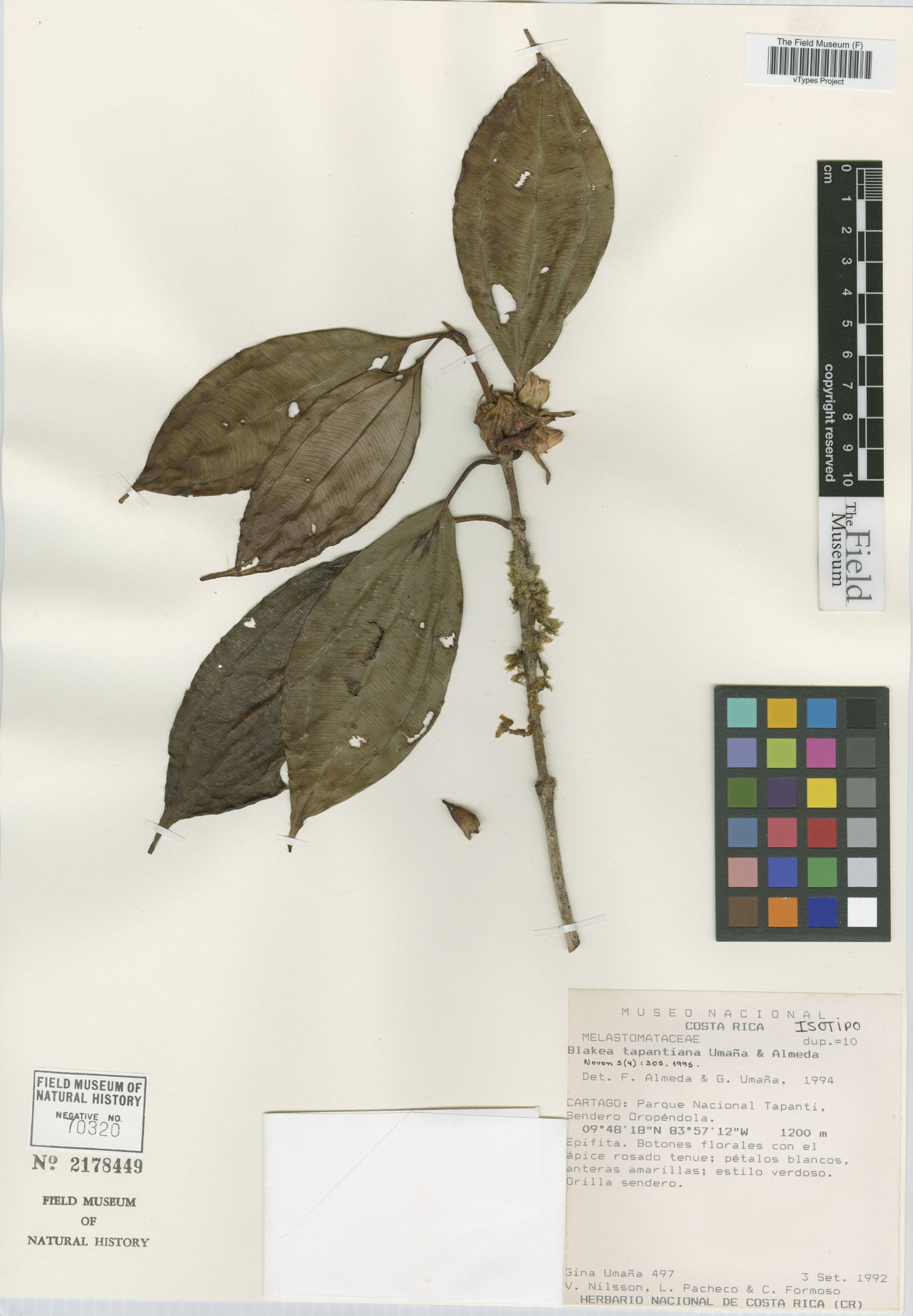 Blakea tapantiana image