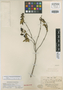 Chaetogastra hermannioides Naudin, BOLIVIA, H. A. Weddell 3784, Isotype, F