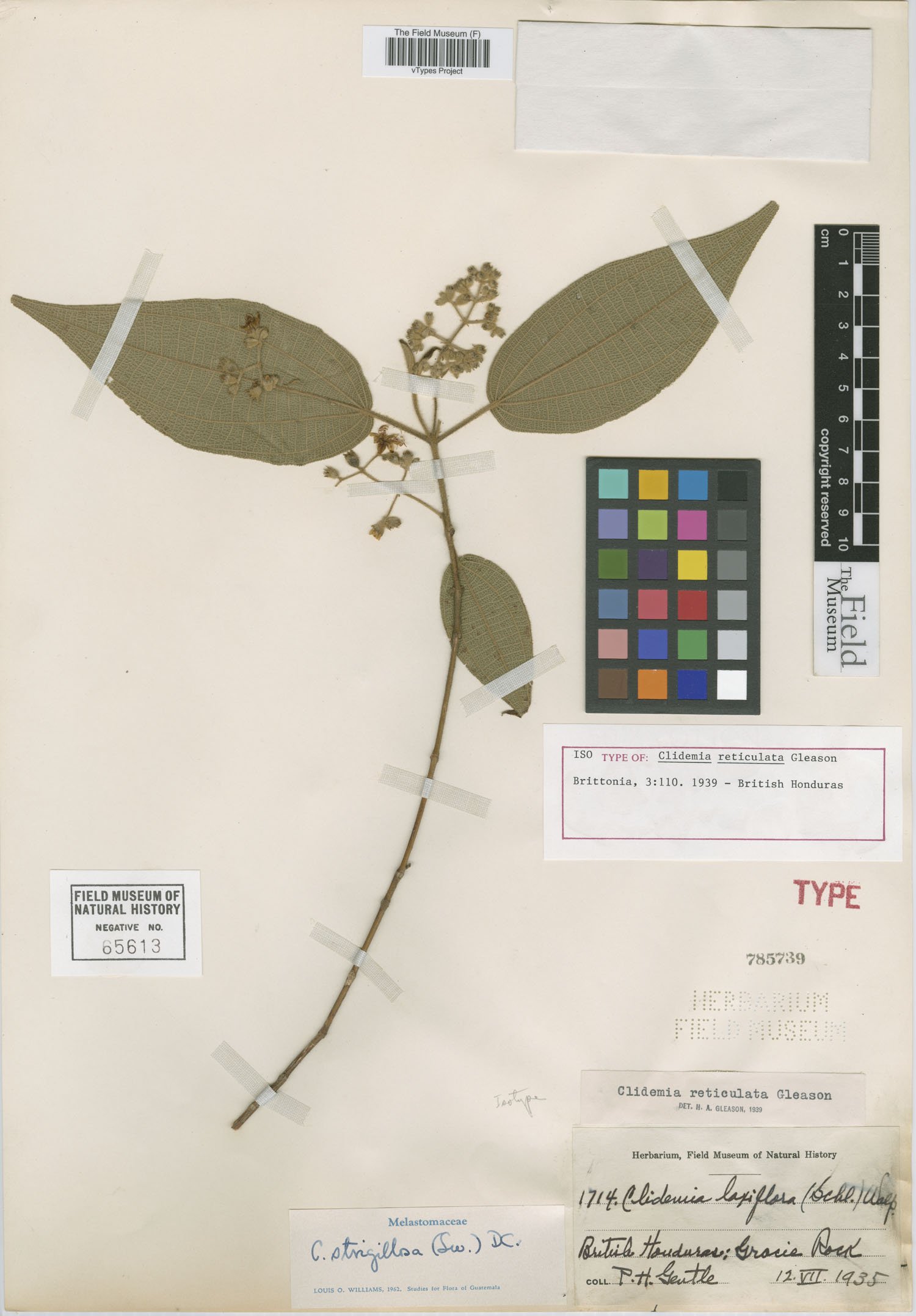 Miconia bullatifolia image