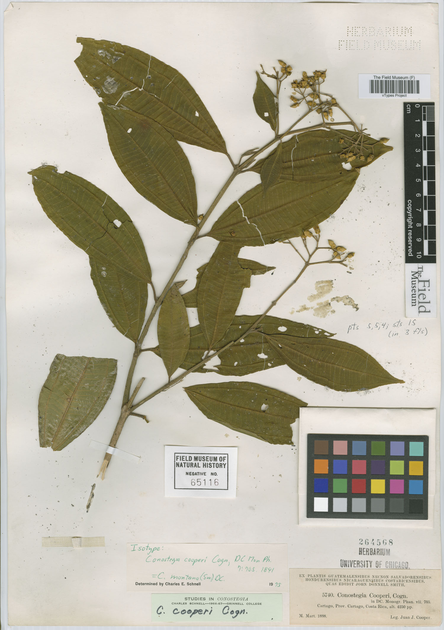 Conostegia cooperi image